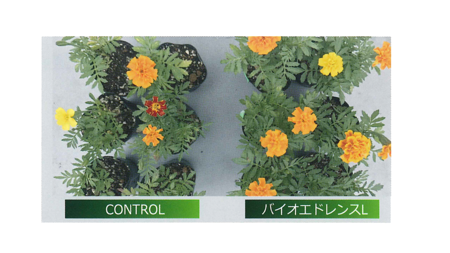 バイオエドレンスL比較